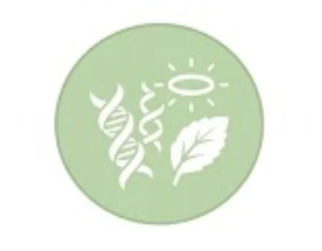 Tinh dầu thông đỏ Red Pine Viko